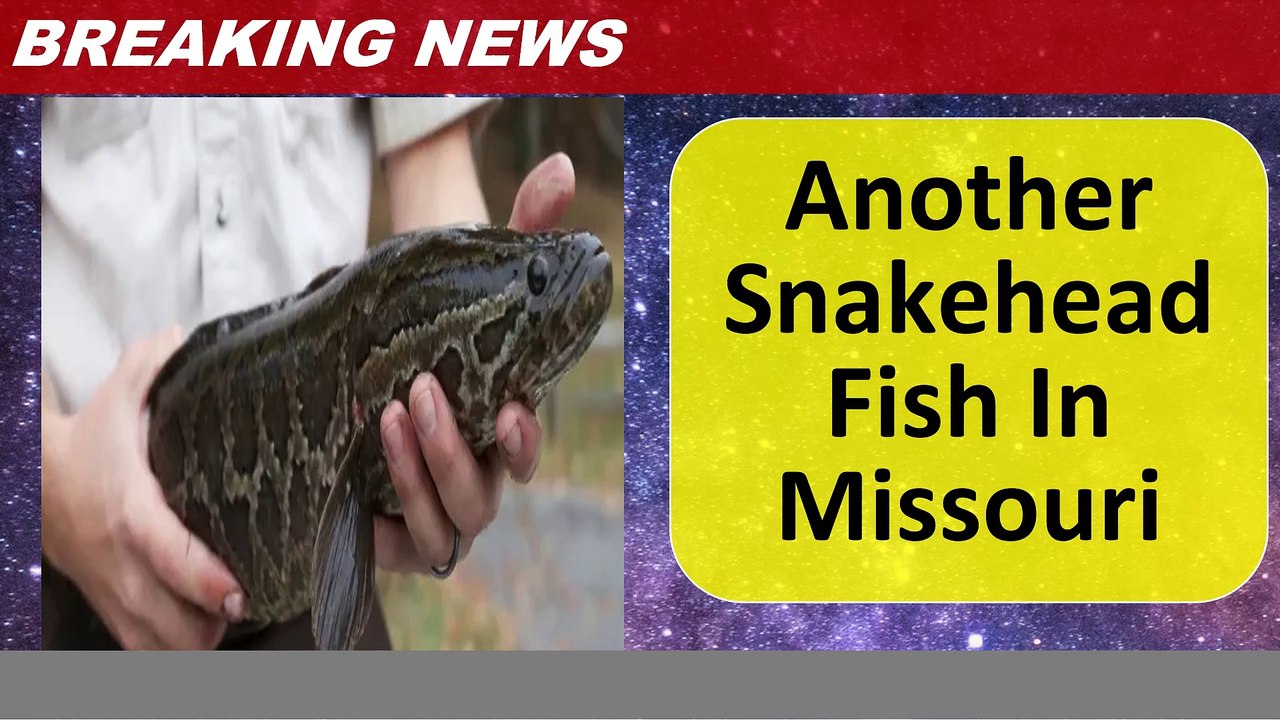Another Snakehead Fish In Missouri