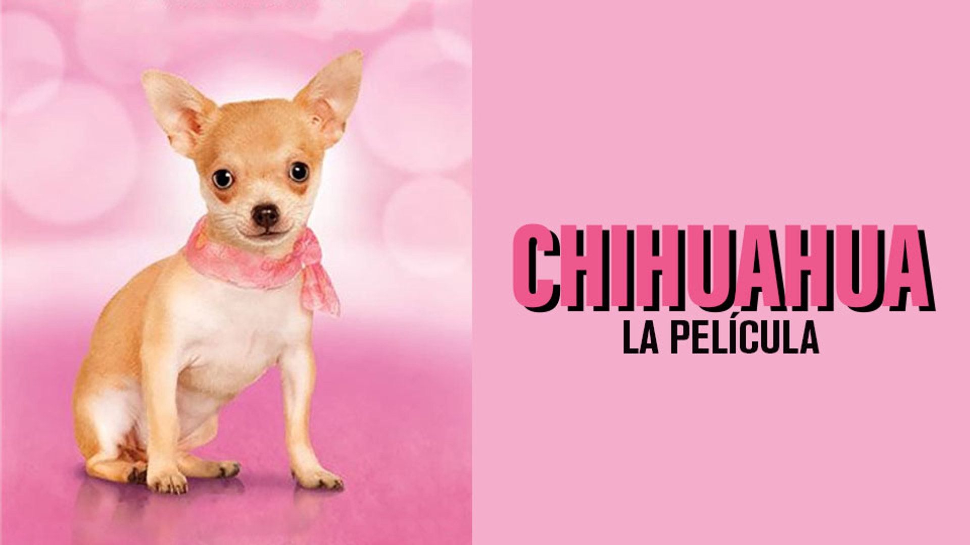 ⁣Chihuahua, la película