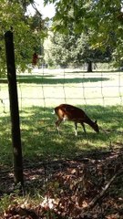 Parc du château de Vizille   Musée de la Révolution française Domaine de Vizille #vizille #france  (2)