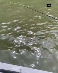 Tubarão morde e derruba pescador de barco nos EUA