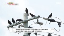 [HOT] Crows' Crows Damage Continues!,생방송 오늘 아침 230628