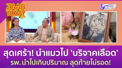 สุดเศร้า! นำแมวไป 'บริจาคเลือด' รพ. นำไปเกินปริมาณ สุดท้ายไม่รอด! (27 มิ.ย. 66) แซ่บทูเดย์