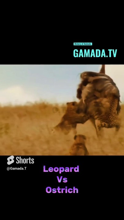 A group of Leopards Chase an Ostrich