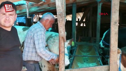 Avcılar'da 7 kurbanlık tosun kaçtı