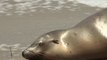 Why sick sea lions are washing up in California