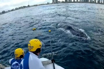 Whale rescued from net off Australia's Gold Coast