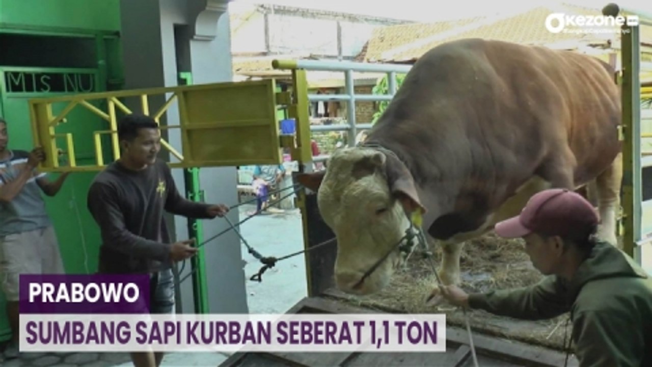 Prabowo Sumbang Sapi Kurban 1,1 Ton di Masjid Agung Demak