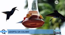 Así sobreviven los colibríes en CDMX