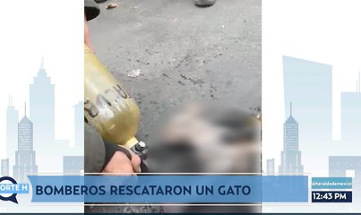 Este gatito casi pierde sus 7 vidas