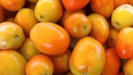 अलीराजपुर: सातवें आसमान पर पहुंचे टमाटर के भाव, बिगड़ा किचन का जायका