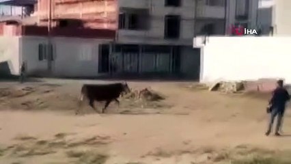Boğa firarda...Kaçan kurbanlık boğa ortalığı birbirine kattı