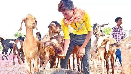 Bakrid 2023: बकरीद पर कुर्बानी के वक्त न करे ये 5 गलती । Boldsky