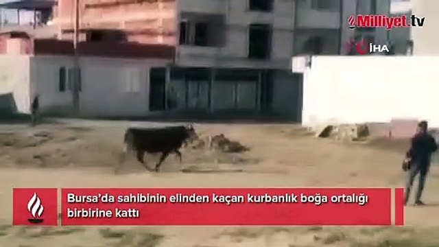 Kaçan kurbanlık boğa ortalığı birbirine kattı