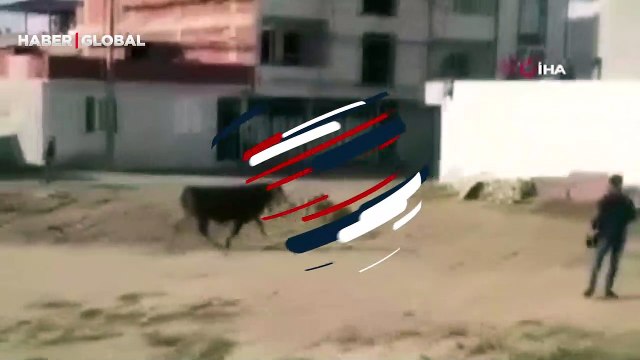 Büyük panik yaşandı! Kaçan kurbanlık boğa ortalığı birbirine böyle kattı