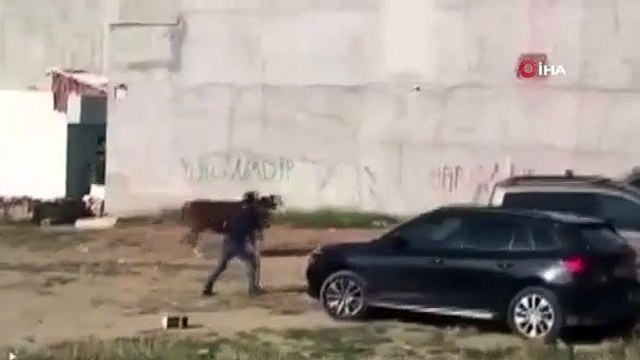 Kaçan kurbanlık boğa ortalığı birbirine kattı