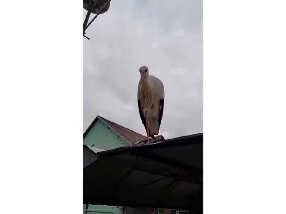 Đura Sremac ❤️