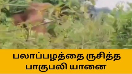 மீண்டும் மிரட்டும் பாகுபலி-கோவை வனத்துறை அதிரடி முடிவு!