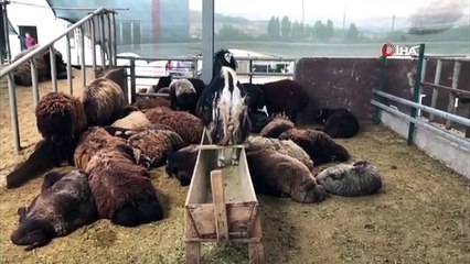 Bingöl'de kurbanlıklar için 'kol koparan' pazarlıklar sürüyor