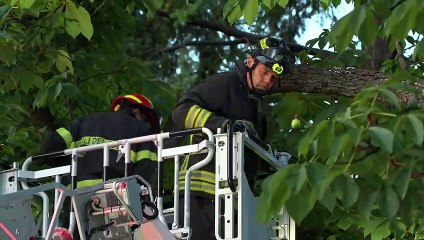 Luino, il crollo dell'albero