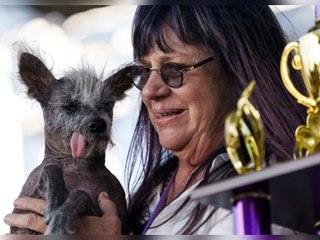 Chinesischer Schopfhund ist der "hässlichste Hund der Welt"