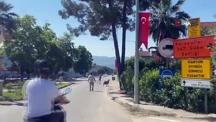 Bursa'da kurbanlık koç trafiği birbirine kattı... O anlar kamerada