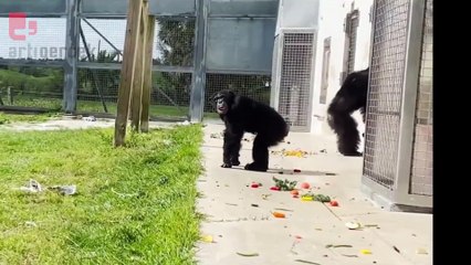 29 yaşındaki bir şempanzenin gökyüzünü ilk kez gördüğü görüntüler viral oldu