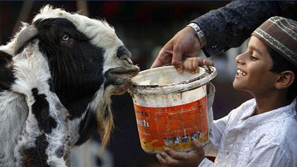 Bakrid 2023 Qurbani: कुर्बानी करने का तरीका और दुआ | Qurbani Karne Ka Sunnat Tarika | Boldsky