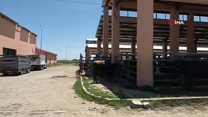 Échappé de la main de son propriétaire, le bœuf a démantelé la place du marché
