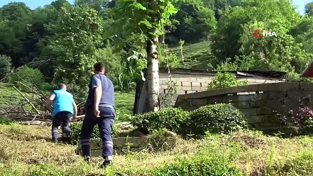 Rize'de kurbanlık boğa sahibini yaraladı: 'Kendimize güvendik ama o bizden erkek çıktı'