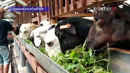 Gudang Domba Tasikmalaya Laris Manis Jelang Idul Adha