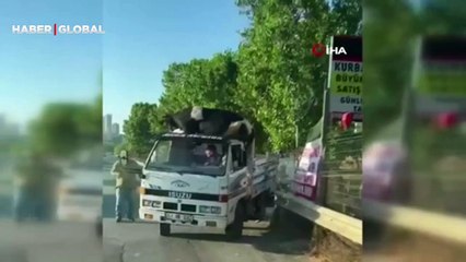 Kamyonet üstünde taşınan boğa dengesini kaybetti! Araçtan düşme anı kameraya böyle yansıdı