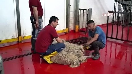 La municipalité métropolitaine de Mersin sacrifiée à la mémoire des martyrs