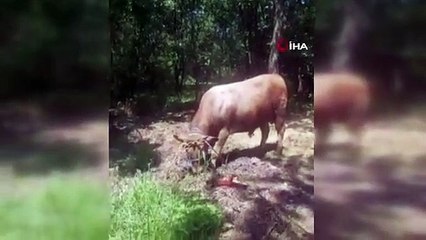 Il a recherché le veau sacrificiel qui s'est échappé à Pendik comme un cow-boy à cheval.