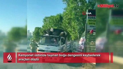 Kamyonet üstünde taşınan boğa dengesini kaybederek araçtan düştü: O anlar kameraya yansıdı