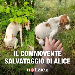 Il commovente salvataggio di Alice