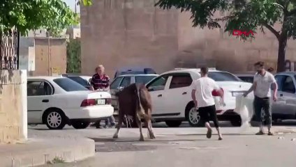 La course-poursuite qui dure des kilomètres ! Un taureau sacrificiel échappé a poursuivi ses propriétaires pendant 2 heures