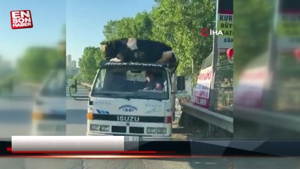 Başakşehir'de boğanın kamyonetten düşme anı