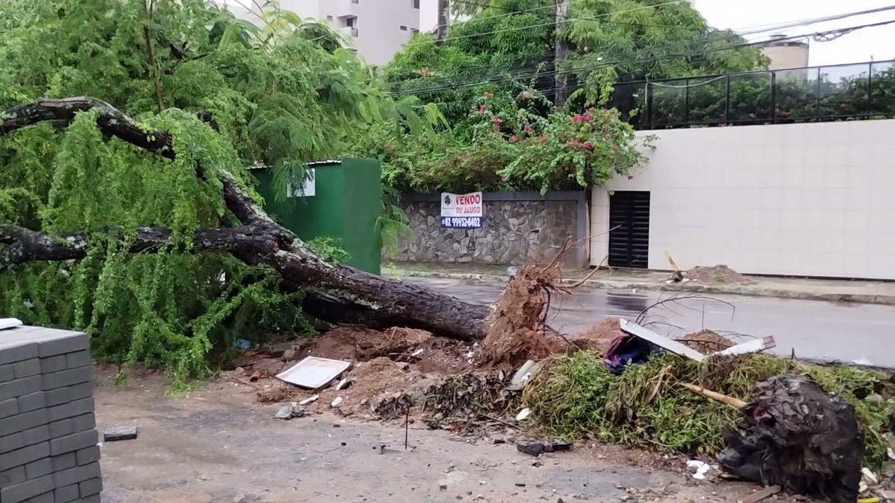 Árvore em canteiro na Av. Aristeu de Andrade cai durante chuva