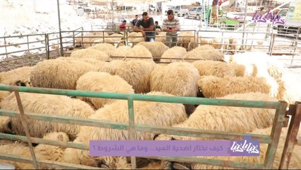 مع اقتراب عيد الأضحى أسعار وأنواع لحوم الأضاحي