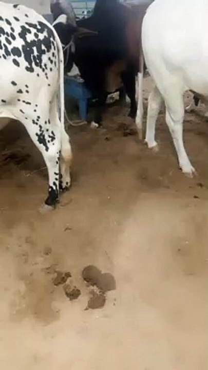 Nice cow must see