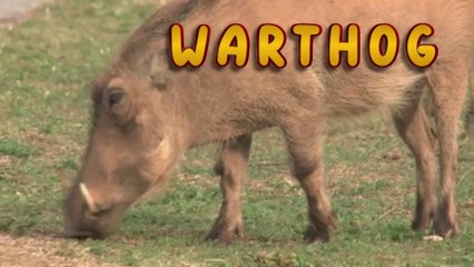 Let's Find Out the Names of Animals #13 - Learn Animal's Names for Kids and Toddlers