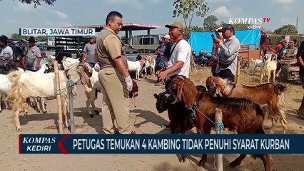 Petugas Temukan Kambing Yang Belum Cukup Umur Untuk Kurban