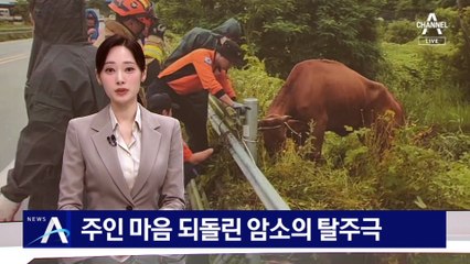 주인 마음 되돌린 ‘암소의 탈주극’…11일 만에 찾았다