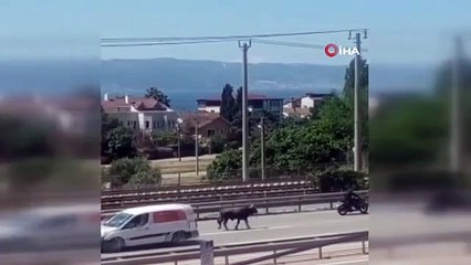 Le veau fugitif, qui a mélangé le D-100 ensemble, n'a toujours pas pu échapper à la victime