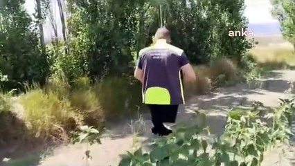 Çorum'da kaçan kurbanlık uyuşturucu iğne ile yakalandı