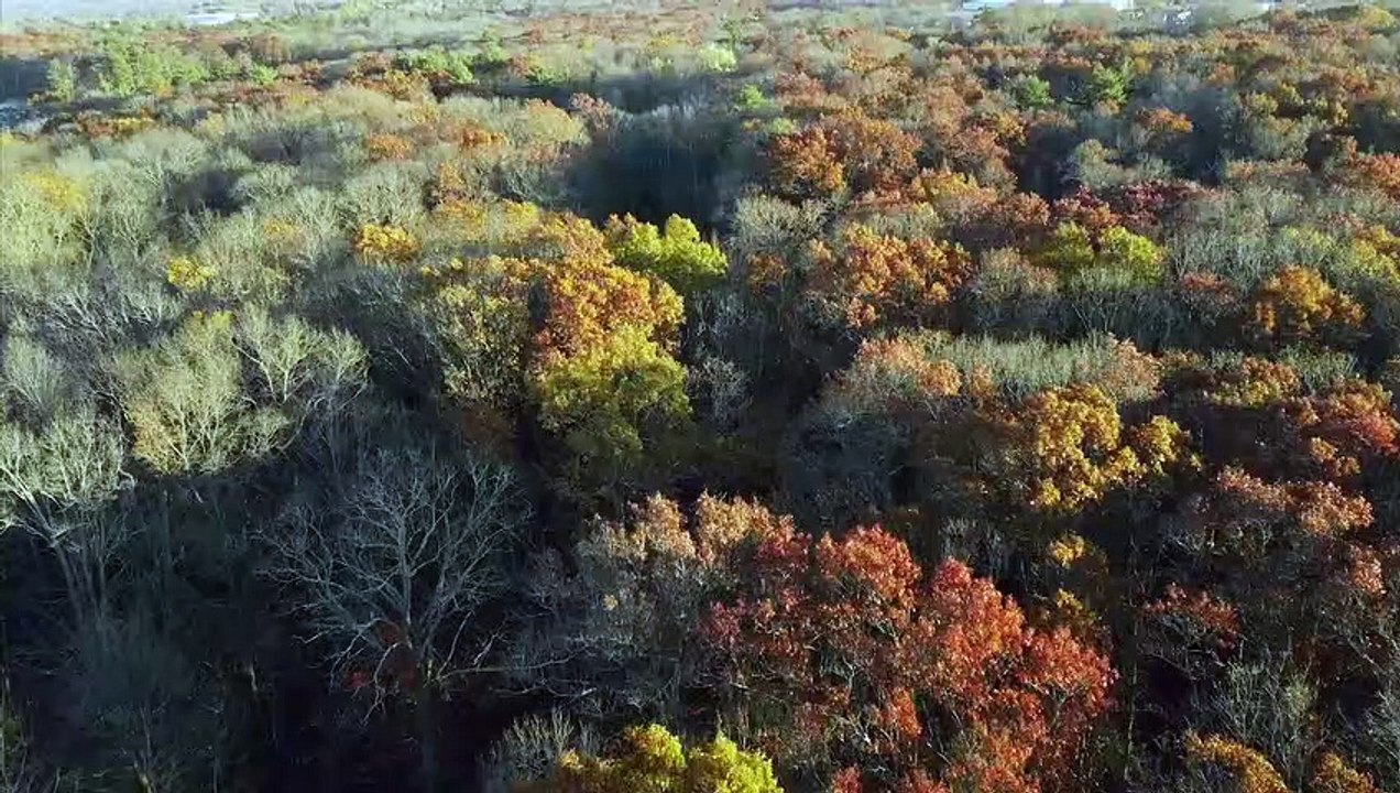 The Collective Trailer OV