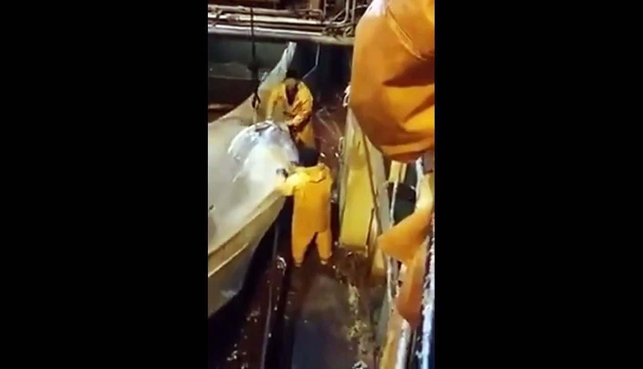 Ces pêcheurs ont capturé un poisson énorme dans leur filet