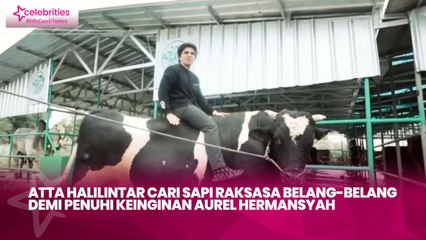 Atta Halilintar Cari Sapi Raksasa Belang-Belang demi Penuhi Keinginan Aurel Hermansyah