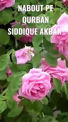 #Beautiful_MANQABAT#Beautiful_Nature#Beautiful_World#Shorts#Shorts_with_lyrics#Youtube#(480p)