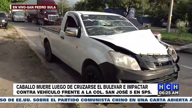 El conductor de un vehículo tipo pickup por casi Dos personas resultan ilesas luego que se conducían en un vehículo tipo pickup y fueron impactados por un semoviente. Colonia San José 5